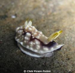 Chromodoris geometrica taken with my old Powershot A720is... by Chris Mason-Parker 